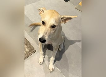 Ronya wünscht sich ein Für-Immer-Zuhause