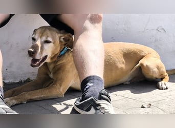 Goldschatz TILO möchte geliebt werden