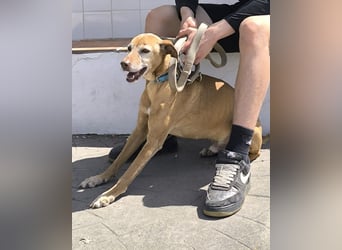 Goldschatz TILO möchte geliebt werden