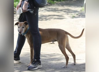 Goldschatz TILO möchte geliebt werden