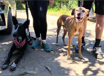 Goldschatz TILO möchte geliebt werden