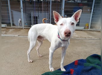 Eliott (CO) sehr lieber und unkomplizierter Traumhund