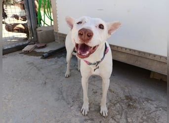 Eliott (CO) sehr lieber und unkomplizierter Traumhund