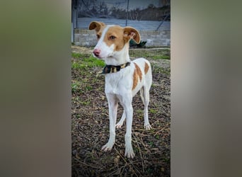 Casillos (TO) der hübsche Hundebub sucht seine Familie