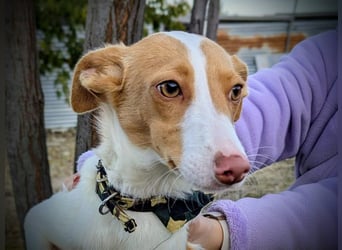 Casillos (TO) der hübsche Hundebub sucht seine Familie