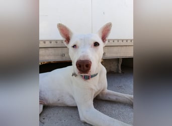 Eliott (CO) sehr lieber und unkomplizierter Traumhund