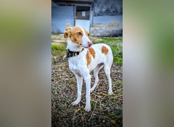 Casillos (TO) der hübsche Hundebub sucht seine Familie