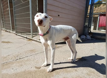 Eliott (CO) sehr lieber und unkomplizierter Traumhund