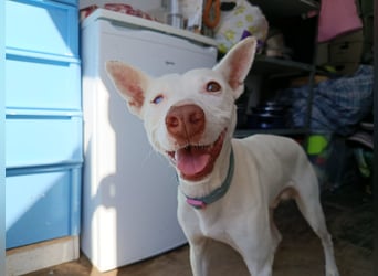 Eliott (CO) sehr lieber und unkomplizierter Traumhund