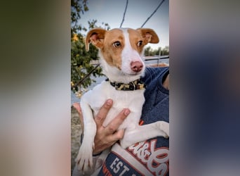 Casillos (TO) der hübsche Hundebub sucht seine Familie