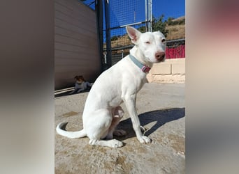 Eliott (CO) sehr lieber und unkomplizierter Traumhund