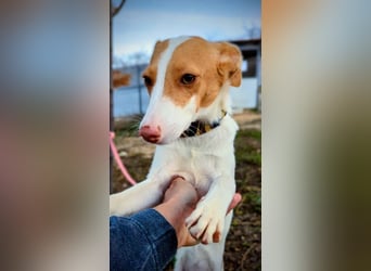 Casillos (TO) der hübsche Hundebub sucht seine Familie