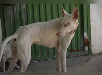 INKA, wunderschöne Podenca-Ibicenco