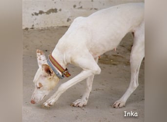 INKA, wunderschöne Podenca-Ibicenco