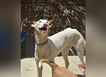 KALA sucht Ihre Menschen