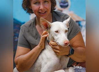 INKA, wunderschöne Podenca-Ibicenco