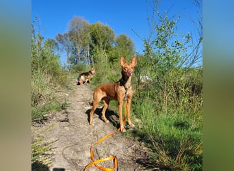 Zora unsere Podenca im Blumenmeer