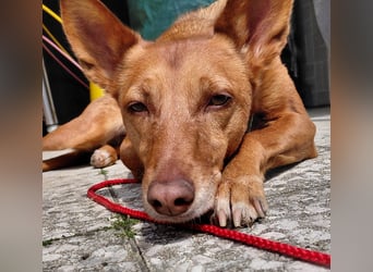 Zora unsere Podenca im Blumenmeer