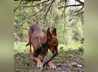 Zora unsere Podenca im Blumenmeer