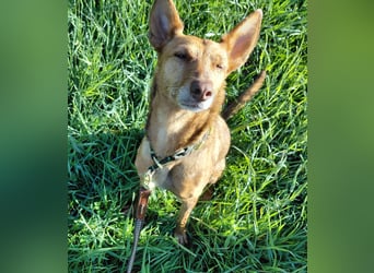 Zora unsere Podenca im Blumenmeer