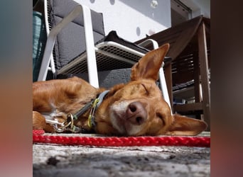 Zora unsere Podenca im Blumenmeer