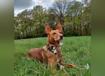 Zora unsere Podenca im Blumenmeer