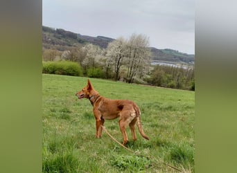 Zora unsere Podenca im Blumenmeer