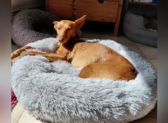 Zora unsere Podenca im Blumenmeer