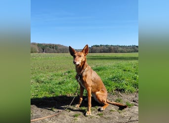 Zora unsere Podenca im Blumenmeer