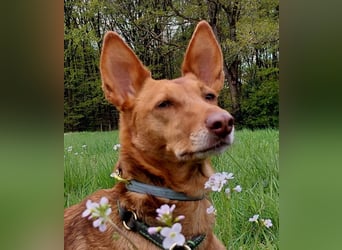 Zora unsere Podenca im Blumenmeer