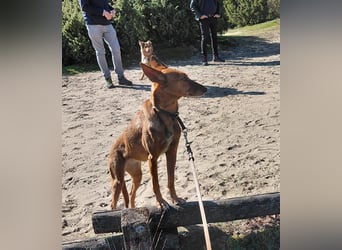 Zora unsere Podenca im Blumenmeer