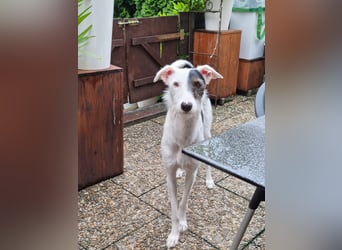 Keks sucht seine 2te Chance