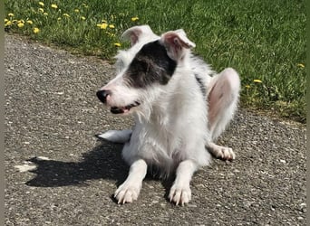 Keks sucht seine 2te Chance