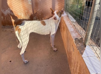 Sanfte Podenco Hündin Paz sucht ihre Menschen