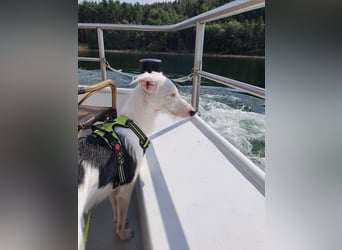 Keks sucht seine 2te Chance