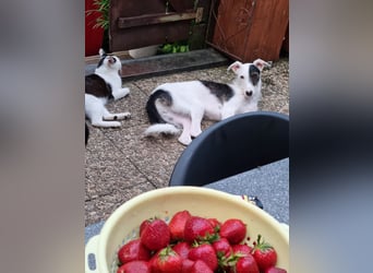 Keks sucht seine 2te Chance