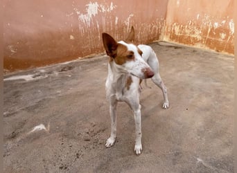 Sanfte Podenco Hündin Paz sucht ihre Menschen