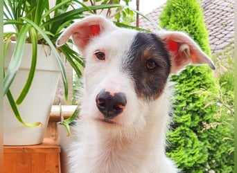 Keks sucht seine 2te Chance