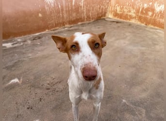 Sanfte Podenco Hündin Paz sucht ihre Menschen