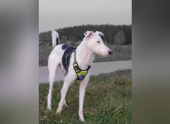 Keks sucht seine 2te Chance