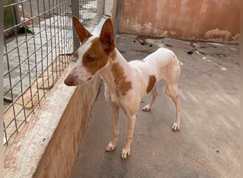 Sanfte Podenco Hündin Paz sucht ihre Menschen