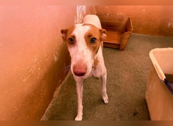 Sanfte Podenco Hündin Paz sucht ihre Menschen