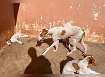 Sanfte Podenco Hündin Paz sucht ihre Menschen