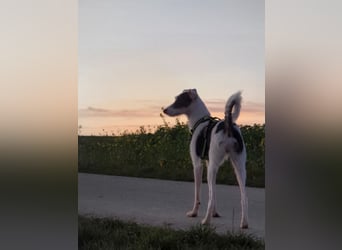 Keks sucht seine 2te Chance