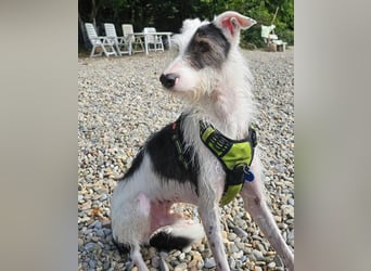 Keks sucht seine 2te Chance