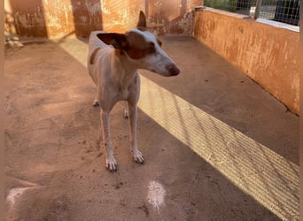 Sanfte Podenco Hündin Paz sucht ihre Menschen