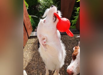 Keks sucht seine 2te Chance