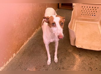 Sanfte Podenco Hündin Paz sucht ihre Menschen