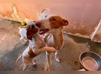 Sanfte Podenco Hündin Paz sucht ihre Menschen