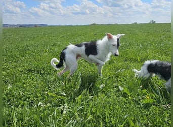 Keks sucht seine 2te Chance